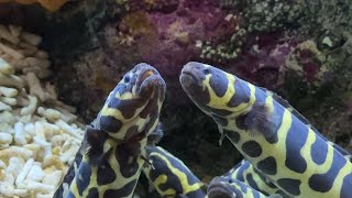 Engineer gobies at Shedd Aquarium [upl. by Nilyac]