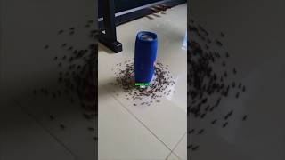 Why ants stuck in circleshorts facts amazingfacts viralshorts viral [upl. by Adas39]