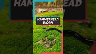 Nature’s Silent Predator  The Terrifying Truth About Hammerhead Worms shorts worm nature [upl. by Renie]