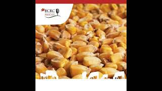 Episode 42 Where Does Corn Fit in Western Canadian Feedlot Diets [upl. by Lora]