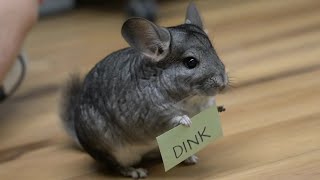 The littlest dink💜Snork the chinchilla from Alveus animal sanctuary [upl. by Jain322]