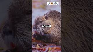 The Cute Coypu Nature’s Adorable Aquatic Rodent CuteAnimals AnimalFacts Subscribe NatureLovers [upl. by Michey741]