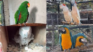 Macaw Parrot Breeding Season  Macaw Parrots All Breeds  Gala Cockatoo Amazon Parrot African Grey [upl. by Ainig]