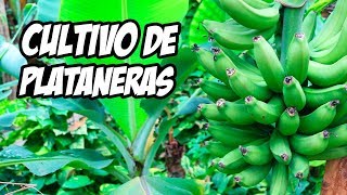 EL MEJOR MÉTODO para Cultivar Plataneras o Bananeras 🍌  La Huerta de Ivan [upl. by Dorian]