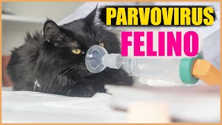 Parvovirus felino  Contagio síntomas y tratamiento [upl. by Ewolram]