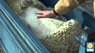 Understanding LiveAnimal Evaluation of Fat Lambs [upl. by Holds]