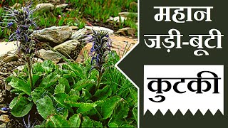 महान जड़ीबूटी कुटकी │ Benefits of Picrorhiza Kurroa kutki on Health Channel By Vishal Sathye [upl. by Natsyrk]