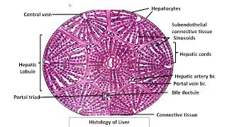 Histology of liver Hepatic Lobule Portal lobule Liver Acinus toxic injury ischemic injury liver [upl. by Talanian]