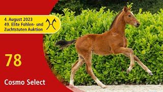 49th Verden Elite Foal OnLiveAuction Aug 4th No 78 Cosmo Select by Cascamiro  Fly High [upl. by Adriena67]