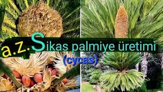 Sikas palmiye üretimi cycas revoluta tropikaltopraktv dündaryıldız sikas palmiye gübreleme [upl. by Rezal]