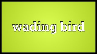 Wading bird Meaning [upl. by Lightman]