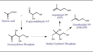 MEP Pathway l Methyl Erythritol Phosphate Pathway l Deoxyxylulose Phosphate DXP Pathway [upl. by Charters]