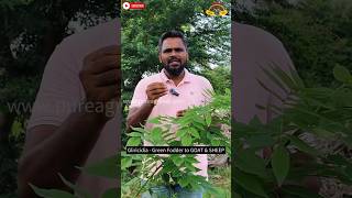 Gliricidia Crop Uses  கிளைரிசிடியா பயிர் பயன்கள் agriculture tree feed food green goat [upl. by Sherurd]