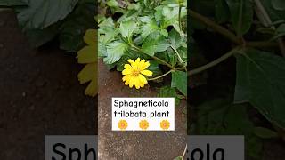 Sphagneticola trilobata 🌼 yellow flower short reels trending yt flower flowers garden [upl. by Eilrebma]