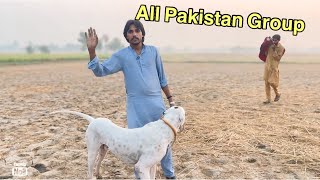 All Pakistan dog fight groupBully dog fight [upl. by Innor]