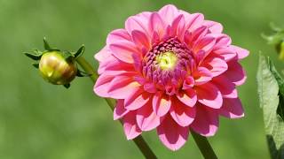 Die schönste Dahlien blumen der Welt  F317  HD [upl. by Caruso]