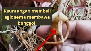 quotKeuntungan Membeli Aglaonema yang Membawa Bonggol Pilihan Tepat untuk Kolektorquot [upl. by Anailil]