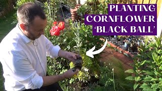 Planting Cornflower Black Ball  Adding Annuals to the Narrow Border  Planting Design Tips [upl. by Najed534]