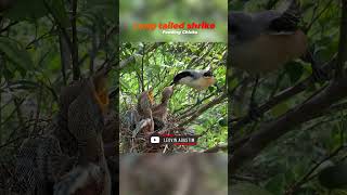 Time to feed the hungry chicks  Long tailed shrike birds nature burung [upl. by Chastain]