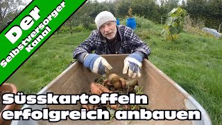 Süsskartoffeln erfolgreich im Garten anbauen [upl. by Aduhey]