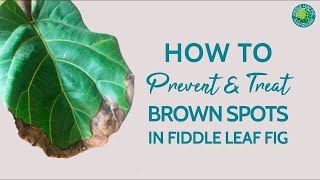 How to Save Your Fiddle Leaf Fig from Brown Spots and Dropping Leaves in a Hurry [upl. by Nalyorf963]