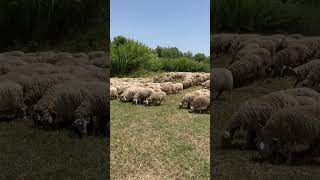 Flock of sheep in a city park in Rome Parco della Caffarella [upl. by Ycnan]