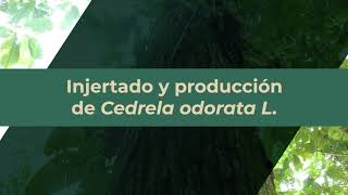 Injertado y producción de Cedrela odorata L [upl. by Eulaliah463]