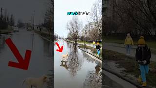 Little boy helps dog stucked in water [upl. by Gamages]