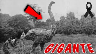 ÚLTIMO ENCUENTRO con el AVE MOA ¡El Gigante de las Aves 🤯 [upl. by Nowed]