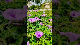 Techno park campus tvm thiruvananthapuram technopark nature flowers [upl. by Wilow]