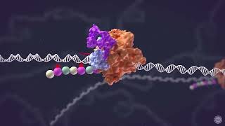 ELOA3： Primatespecific RNA polymerase II elongation factor encoded by a tandem repeat gene cluster [upl. by Asia]