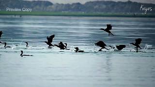 GREAT CORMORANT FLYING [upl. by Rosenberger]