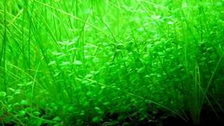 Hemianthus callitrichoides Cuba and dwarf hairgrass in my shrimp tank [upl. by Delila211]