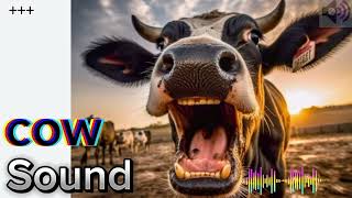 Copyright Free Cow Sound  Natural Cow Sound  Cow Sound Efects [upl. by Stacy]