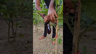 Harvest Round eggplant brinjal organicfarming rurallife farming  shorts youtubevideo [upl. by Brittani]