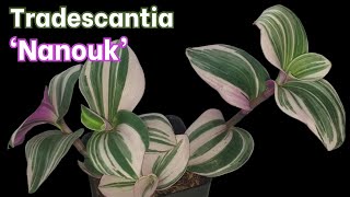 Tradescantia Nanouk Introduction and Growing Tips [upl. by Qiratla208]