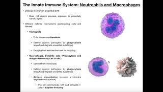 Physiology of Neutrophils Macrophages and Dendritic Cells [upl. by Teodora99]