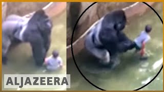 Outrage after Cincinnati Zoo kills gorilla to save a child [upl. by Franzoni181]