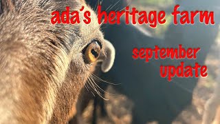 Adas Heritage Farm  September 2024 Update [upl. by Altaf]