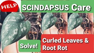 Scindapsus Care Guide amp Tips  Curled Leaves amp Root Rot [upl. by Nnednarb]