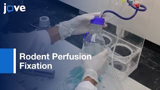 Perfusion Fixation for Rodent Brain Preservation [upl. by Rahel]