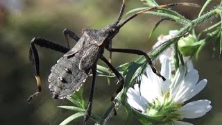 Leaffooted Bug  Adult Acanthocephala terminalis [upl. by Denise]