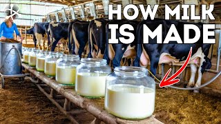 How Milk is Made in a Modern Dairy Farm  From Farm to Your Glass [upl. by Eileen]