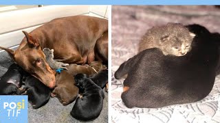 Un chat abandonné par sa mère est adopté et allaité par une chienne dobermann [upl. by Teodoro486]