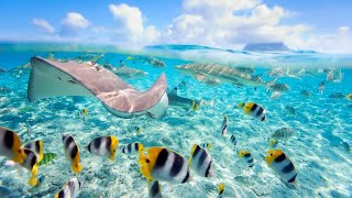 Travel Destinations  Bora Bora French Polynesia Full Day Snorkeling with Sharks and Stingrays [upl. by Blen915]