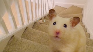 😤 HAMSTER VS STAIRS 💪💦 [upl. by Eniawtna]