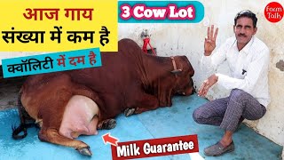 Sahiwal Cow संख्या में कम है क्वॉलिटी में दम है 👍 Cow Available For Sale at Balasar Sirsa Haryana [upl. by Lela]