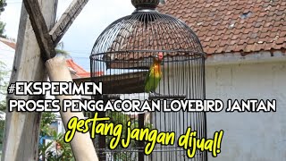 LB ANDA GESTANG PROSES PENGGACORAN LOVEBIRD JANTAN GESEK TANGKRINGAN PALING SIMPLE [upl. by Oballa]