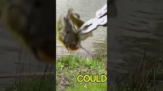 Beware of bullheads phonk beats fishing viral catchandrelease [upl. by Eladal112]