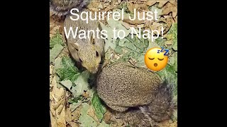 Squirrel Just Wants to Nap  My Backyard Friends [upl. by Stanleigh]